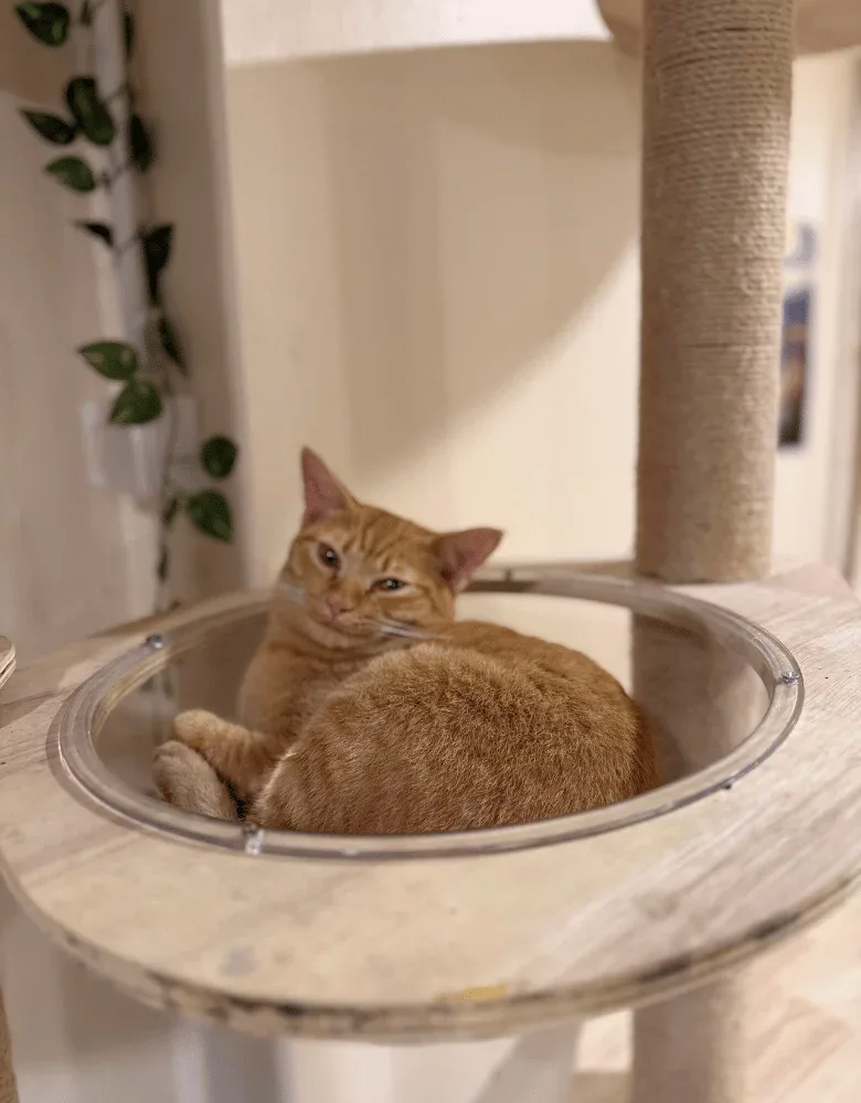 feli, cat