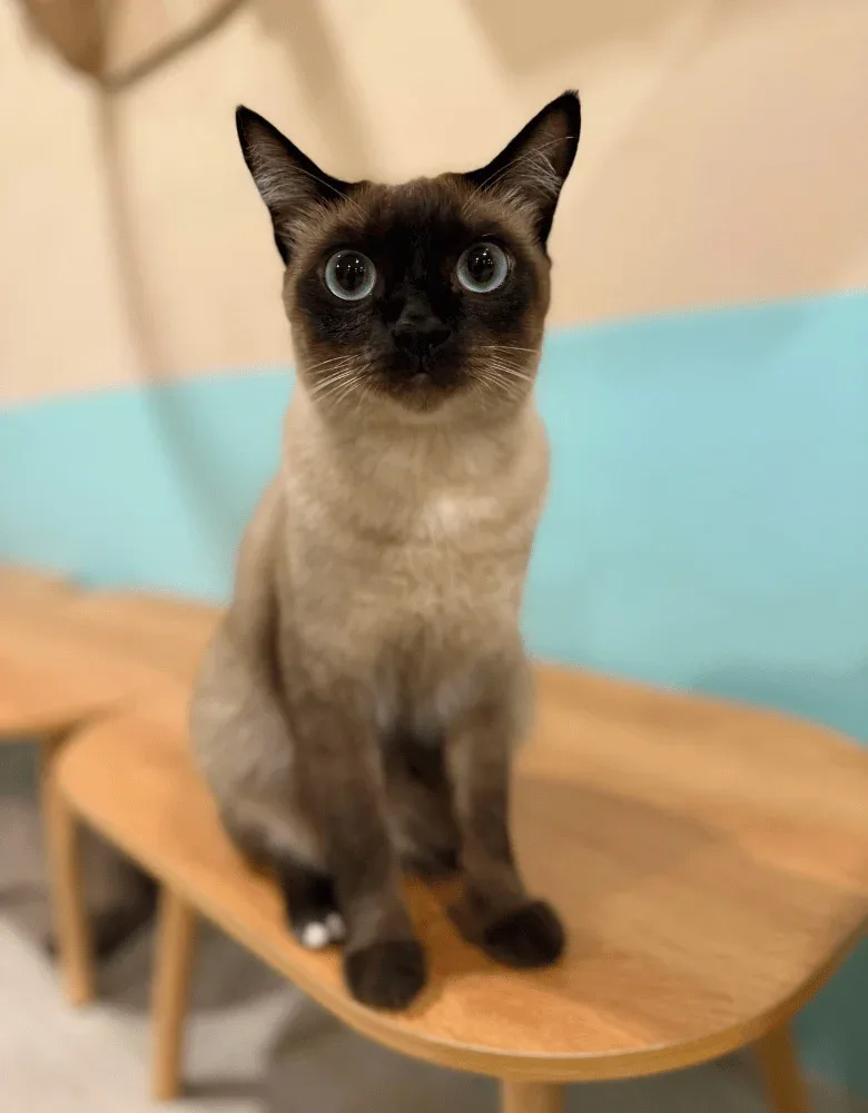 Siamese Cat Cafe Bangna