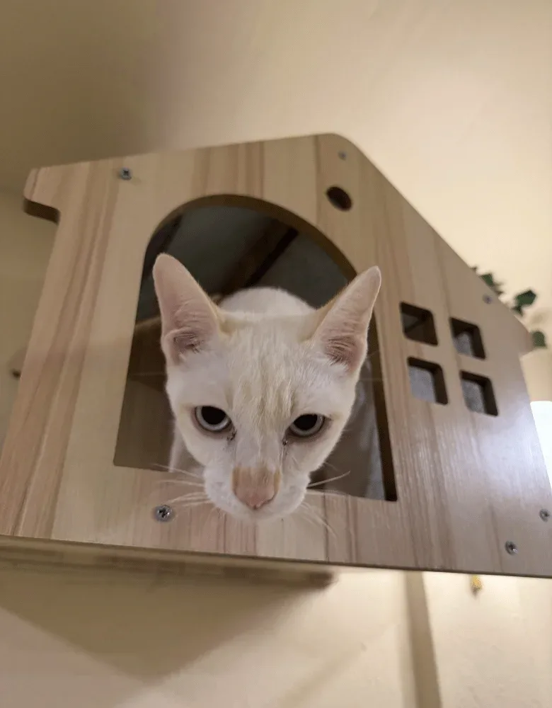 Siamese cat
