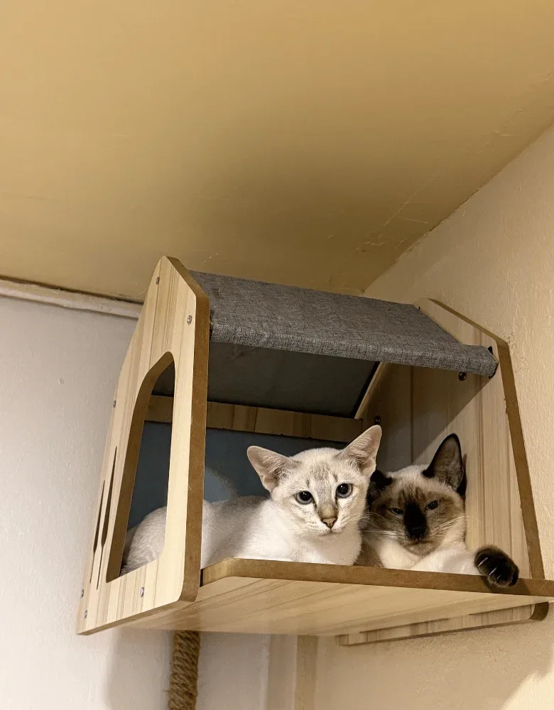 siamese cat cafe cats
