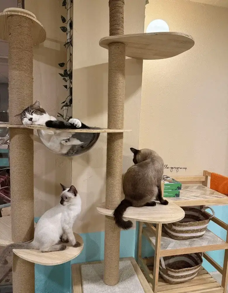 siamese cats