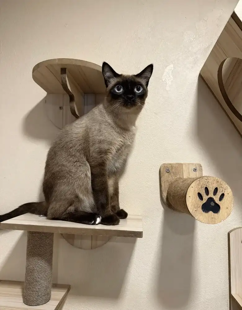 siamese cat cafe siam cat